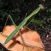 a praying mantis, Nairobi, Kenya, Africa, photo © Michael Plagens