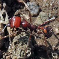 Pheidole Harvester Ants, Kenya, photo © Michael Plagens
