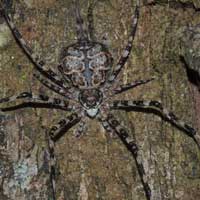 Hersiliidae Spider, probably Holcolaetis, Rift Valley, Kenya © Michael Plagens