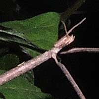 close up of head and short antennae, Phasmatidae from Eldoret, Kenya, photo © by Michael Plagens