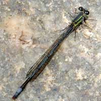 A Argia like Damselfly, Coenagrionidae, from Kapenguria, Kenya © Michael Plagens