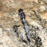 Blue Libellulidae from Kongelai Escarpment, Kenya © Michael Plagens