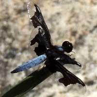 A Libellulidae Dragonfly from Kongelai Escarpment, Kenya © Michael Plagens