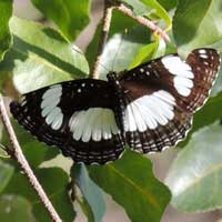 Orange-patch Butterfly, Vanessula milca, © Michael Plagens