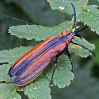 Net-winged Flower Beetle, Lyciidae, Kenya, photo © Michael Plagens