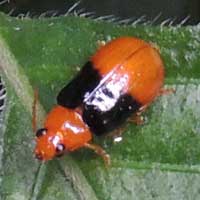 Brightly colored chrysomelidae beetle © Michael Plagens