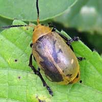 Chrysomelid Beetle © Michael Plagens