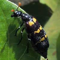 Blister Beetle, Meloidae, Hycleus, Kenya, photo © Michael Plagens