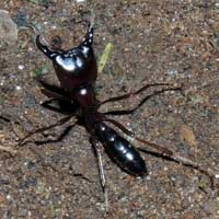 Soldier cast of Driver Ant from Kenya, photo © Michael Plagens