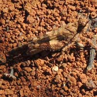 A field grasshopper, f. Acrididae, from Eldoret, Kenya, Africa, photo © Michael Plagens