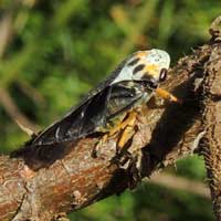 a Cercopidae on Aechynomene in Kenya, Africa, photo © Michael Plagens