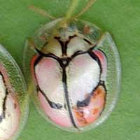 a decorated tortoise Beetle, Cassidinae, photo © Michael Plagens