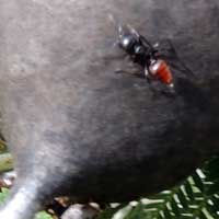 a tiny ant, Crematogaster, in acacia thorns, photo © Michael Plagens