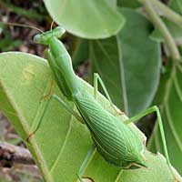 a large, powerful praying mantis, Kajiado, Kenya, Africa, photo © Michael Plagens