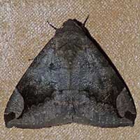Catacoline Moth