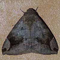 An African Noctuidae moth from Kakamega, Kenya, Africa, photo © Michael Plagens