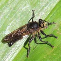 A robust robber fly, Asilidae, photo © Michael Plagens