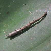 dead stick spider, Uloboridae, , © Michael Plagens