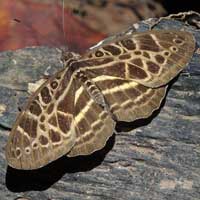 Common Pathfinder Butterfly, Catuna crithea, © Michael Plagens