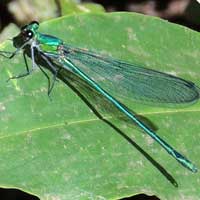 an irridescent blue-green damselfly, Kenya © Michael Plagens