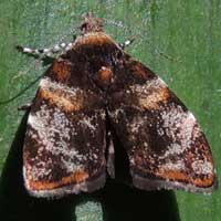 Tortricidae moth from Kakamega, Kenya, Africa.