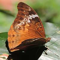 Lurid Glider, Cymothe lurida, Kenya, Africa, photo © Michael Plagens