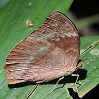 Lurid Glider, Cymothe lurida, Kenya, Africa, photo © Michael Plagens