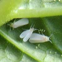 whitefly on Nicandra from Kitale, Kenya, Africa, photo © Michael Plagens