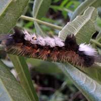 Lymantriidae larva © Michael Plagens