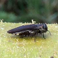 Metallic Wood-boring Beetle