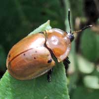 Cassidinae from Kenya, photo © Michael Plagens