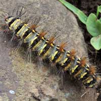 a Saturnidae larva from Magadi Rd., Kenya, Africa.