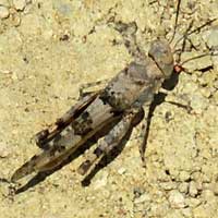 semiarid land grasshopper photo © Michael Plagens