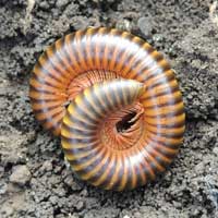 A spirostreptidae from Kenya, Africa, photo © Michael Plagens