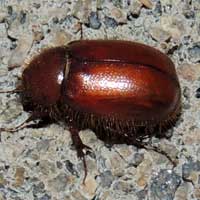 a May Beetle from Kenya, photo © Michael Plagens