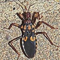 Assassin Bug, Reduviidae, Kenya, Africa, photo © Michael Plagens