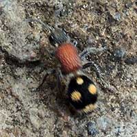 velvet ant, Mutilidae, © Michael Plagens