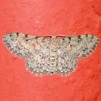 Geometridae moth from Kakamega, Kenya, Africa.