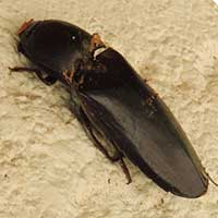 large click beetle, Elateridae, Kenya, photo © Michael Plagens