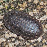 Bark Cockroach, Blaberidae, Kenya © Michael Plagens