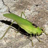 A Leaf Katydid, Phaneropterinae, Kenya, Africa, photo © Michael Plagens