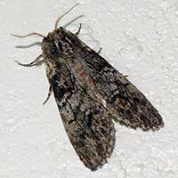 Noctuidae moth © Michael Plagens