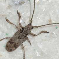 a long-horn beetle, Cerambycidae, Kenya, photo © Michael Plagens