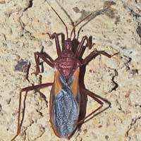 Assassin Bug, Reduviidae, Kenya, Africa, photo © Michael Plagens