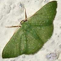 Emerald Moth, Geometridae, Kenya, Africa.