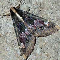 possibly Sphingimorpha a Noctuidae moth, South Nandi, Kenya, Africa.