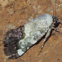 Acontia moth from Kerio Valley, Kenya, Africa.