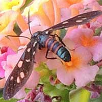 wasp moth from Kerio Valley, Kenya, Africa.