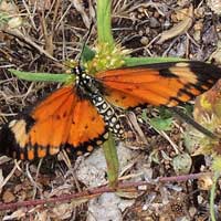 Small Orange Acraea Butterfly, Lampides sp., © Michael Plagens