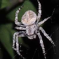 an 0rb-weaver spider, possibly Araneus sp., © Michael Plagens
